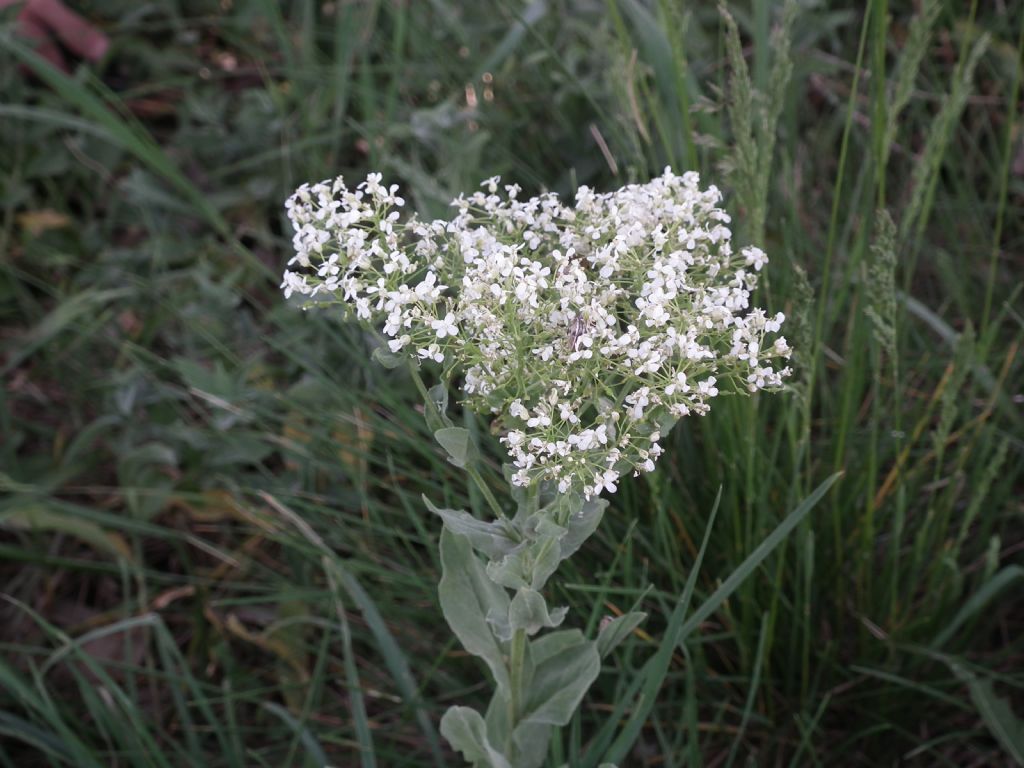 Lepidium draba (=Cardaria draba)